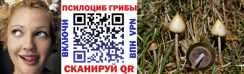дарнет шоп  Пионерский  Псилоцибиновые грибы GOLDEN TEACHER 